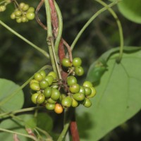 Stephania japonica (Thunb.) Miers